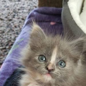 Meet your Posher, Cooper